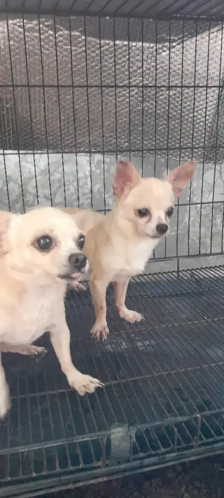 Mini Chihuahua sepasang
