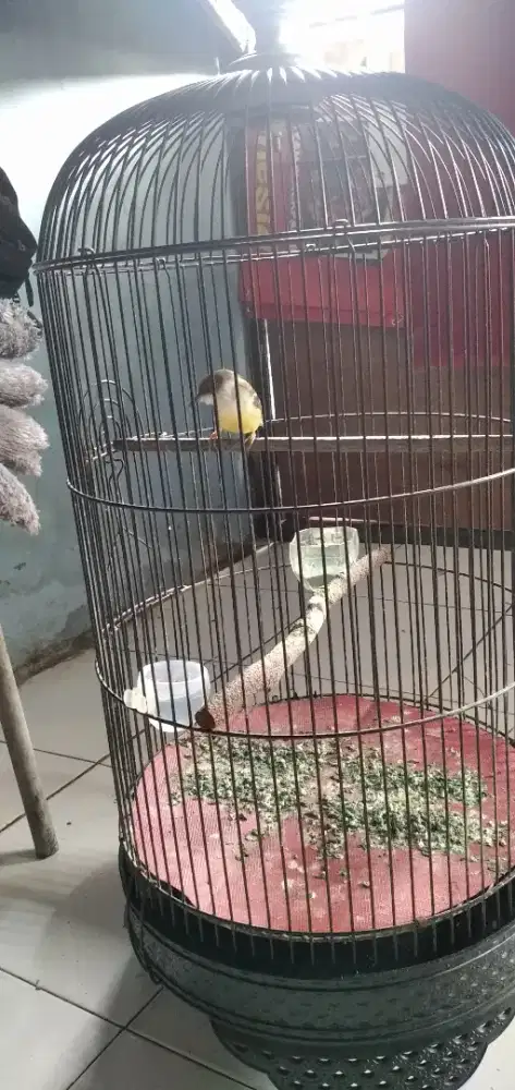 Ciblek semi bahan ombyokan