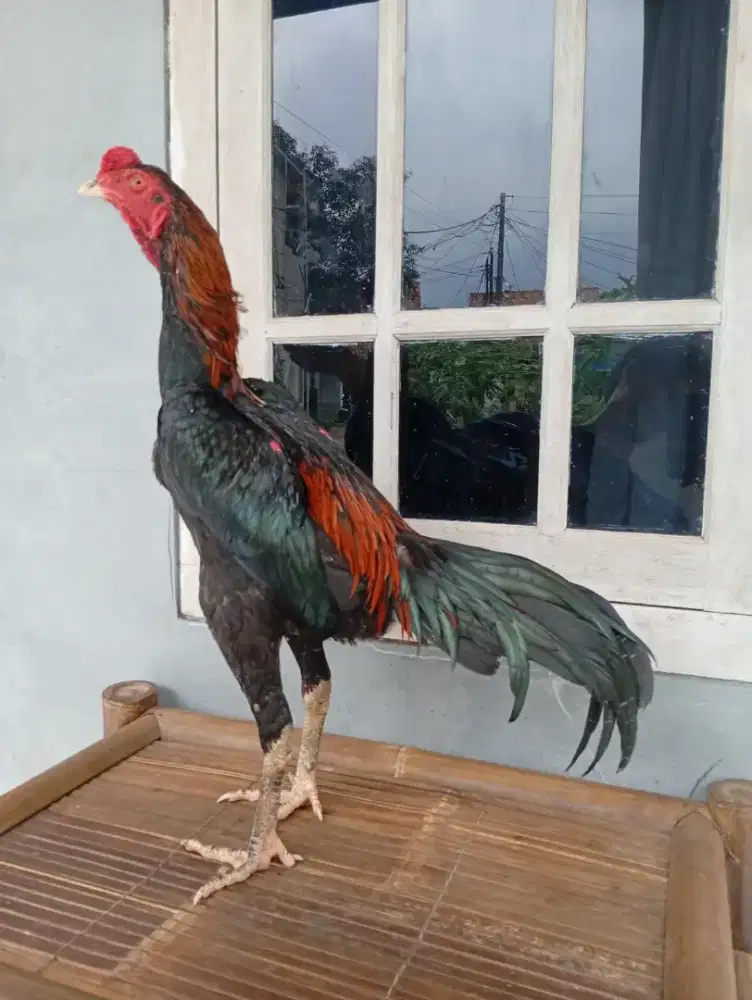 Ayam muda berbakat