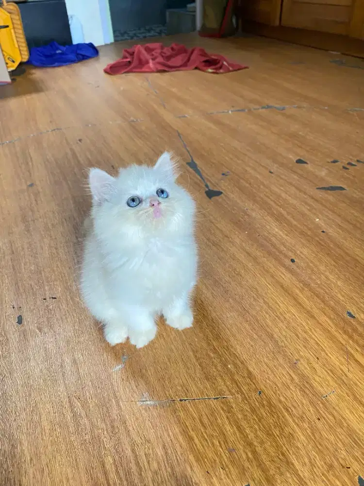 Kucing Himalaya mix ragdoll