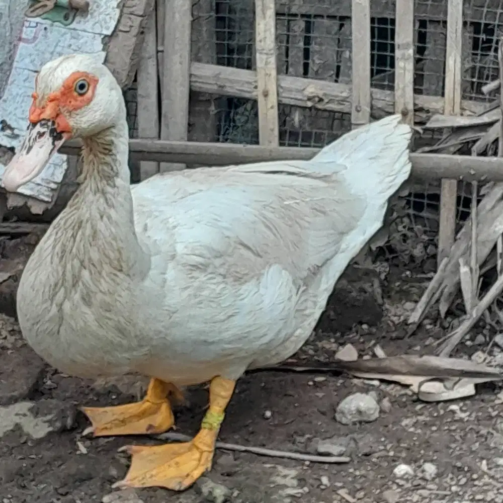 Enthok jumbo sejodoh