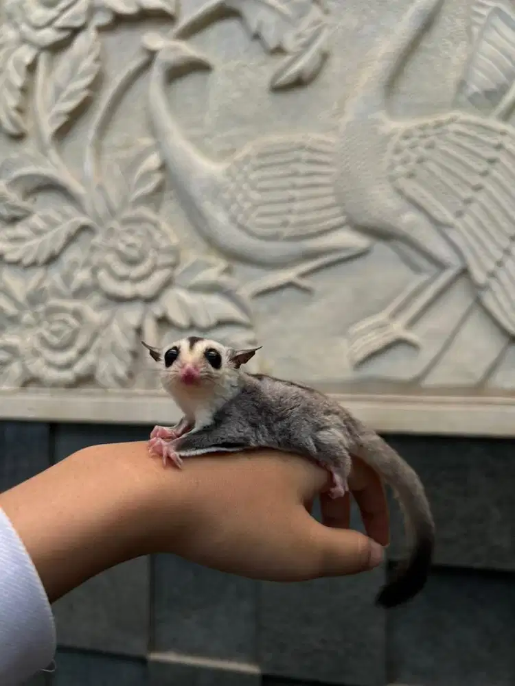 sugar glider whiteface betina