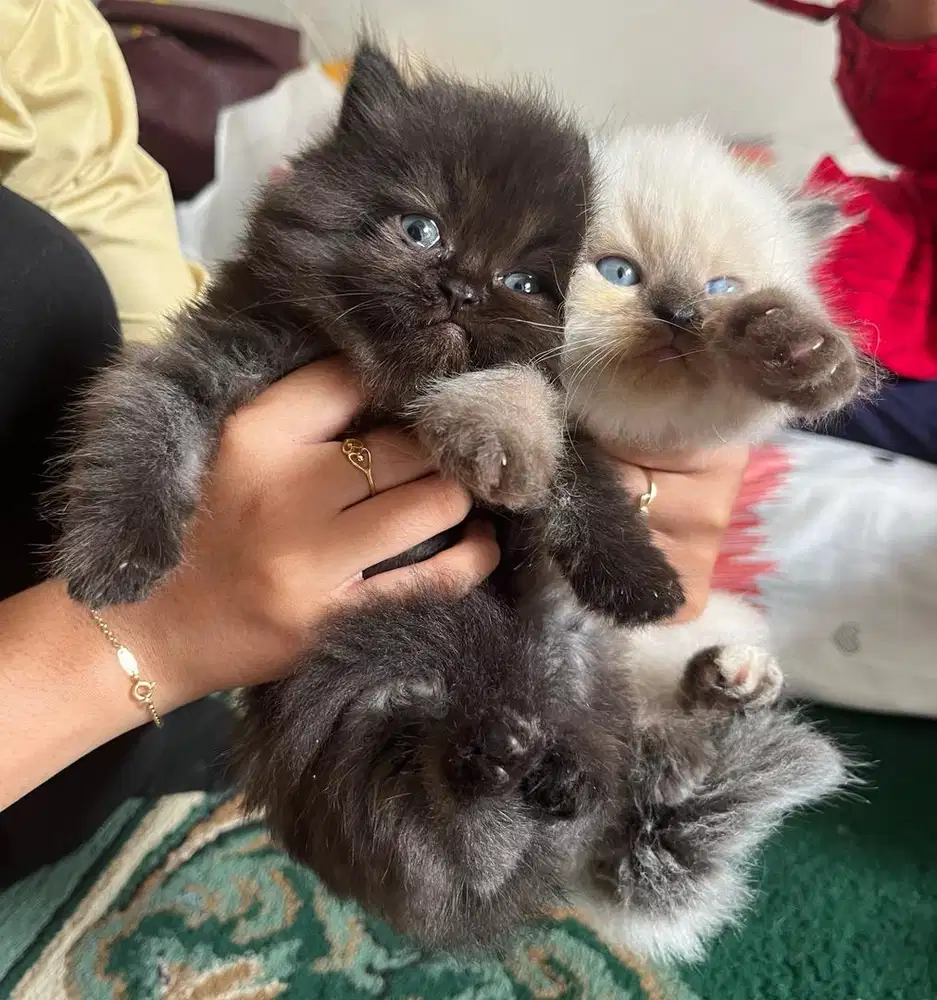 Kitten persia & kitten himalaya