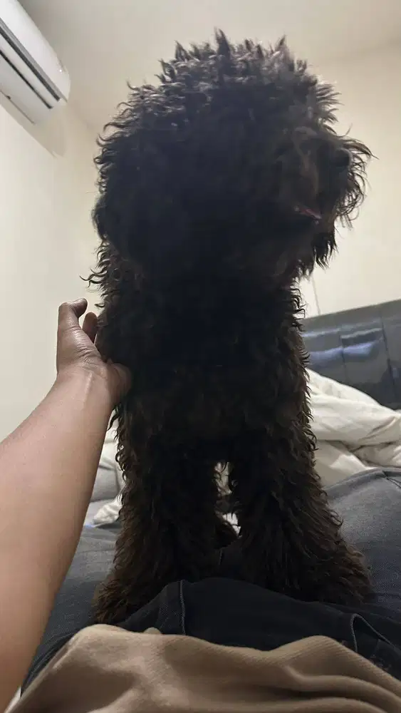 POODLE STANDAR SILVER NON STAMBUM