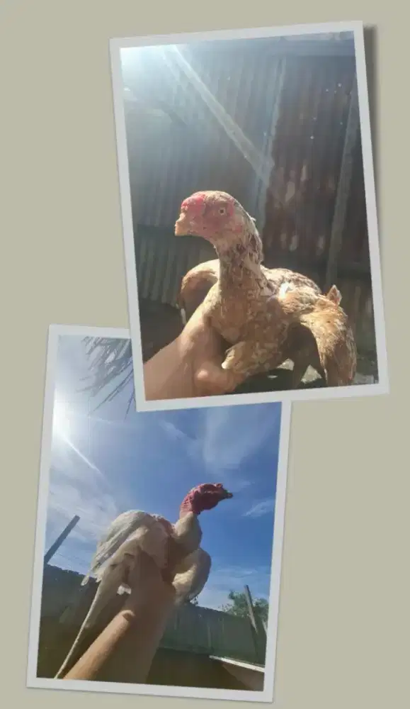 For sale 2 indukan ayam saigon dan aseel