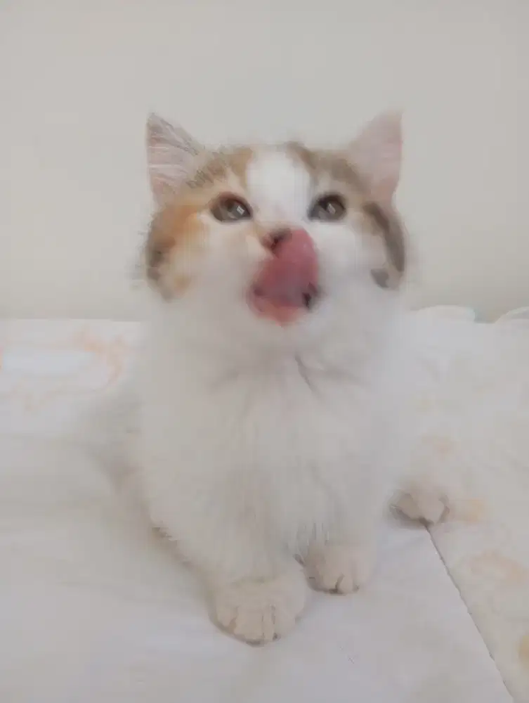 Munchkin kitten betina 2.5 bln... Longhair