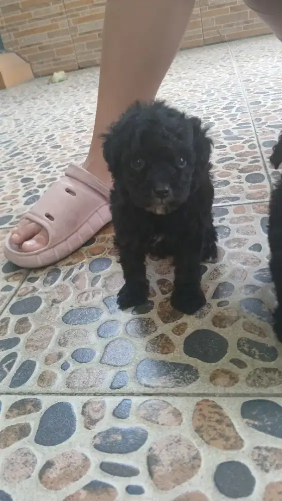 Poodle jantan dan betina