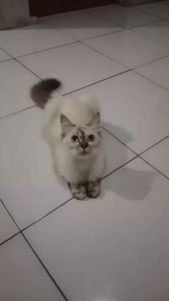 Kucing himalaya betina