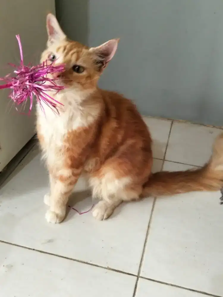 Kucing Ras Maine Coon Non Ped