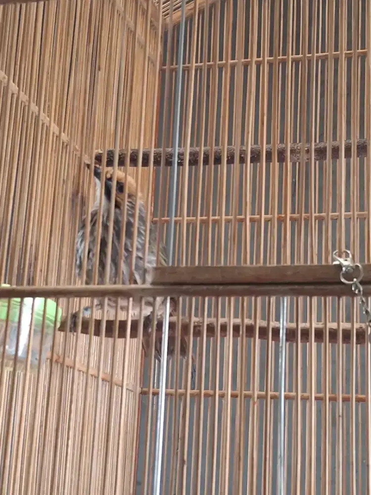 CUCAK ROWO/CUCAK RAWA