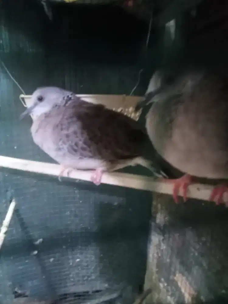 Tekukur remaja umur 4 bulan trah kuk 3 x5 kepantau kuk3