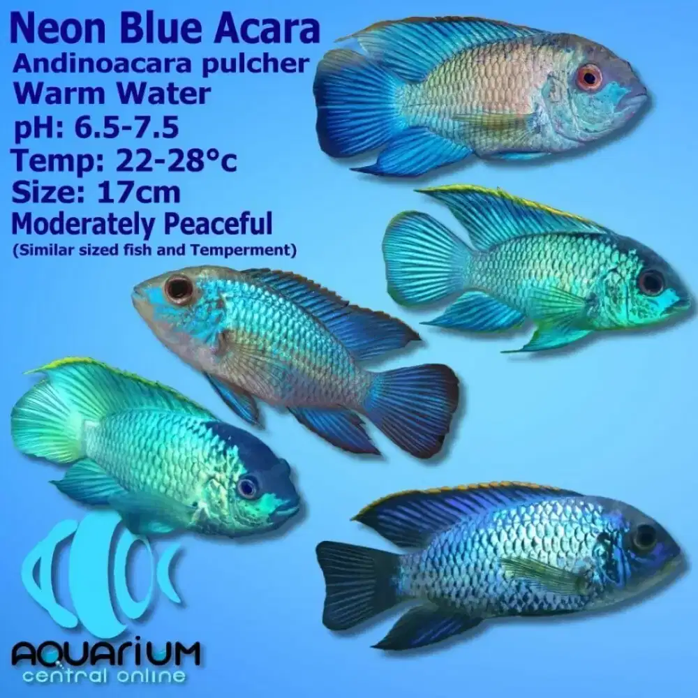 14 ekor blue acara uk 4cm