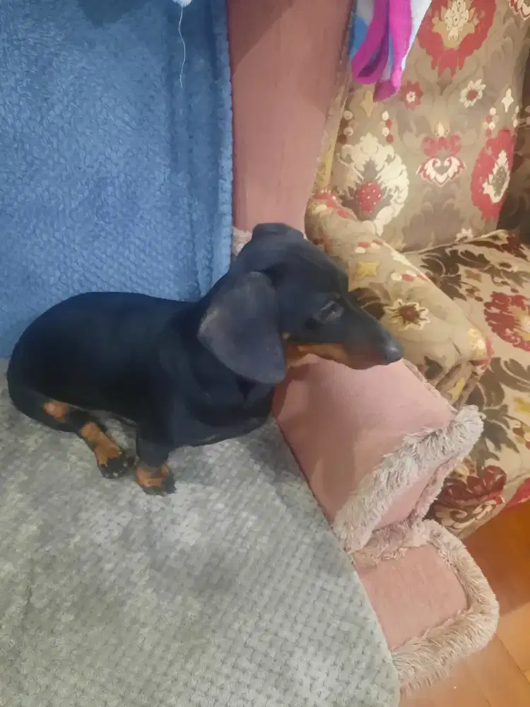 Cari Pasangan untuk Kawin