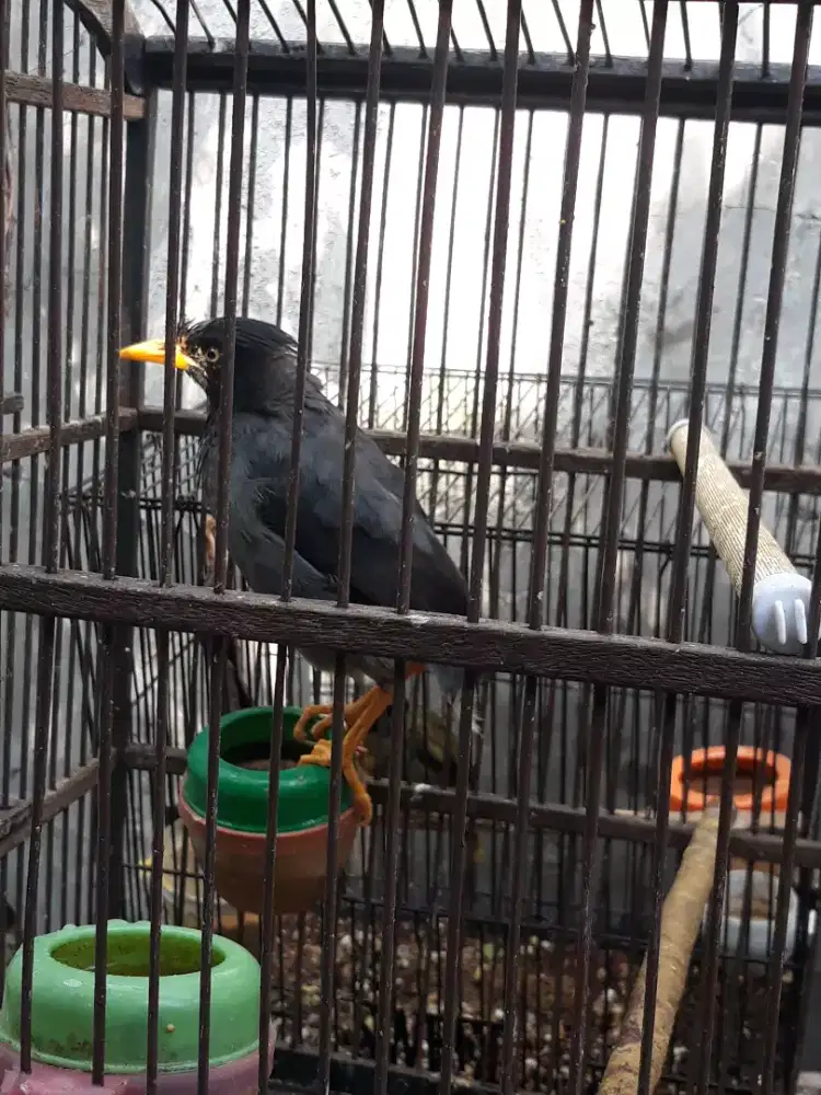 jalak hitam bising gacor