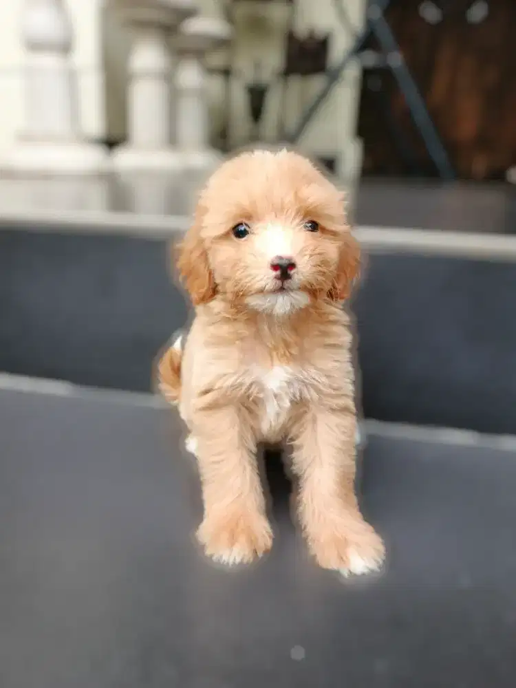 Maltipoo /Maltese mix poodle