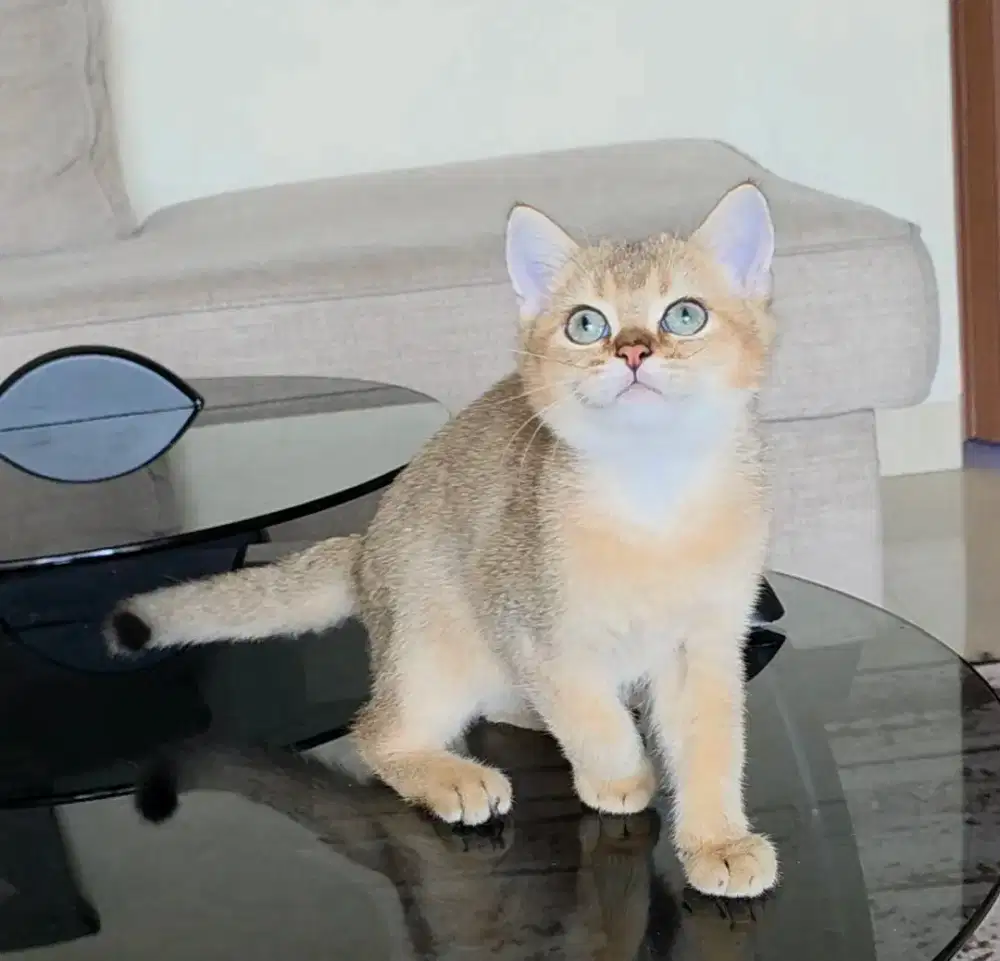 Kitten BSH British Shorthair Golden Ny25 Jantan