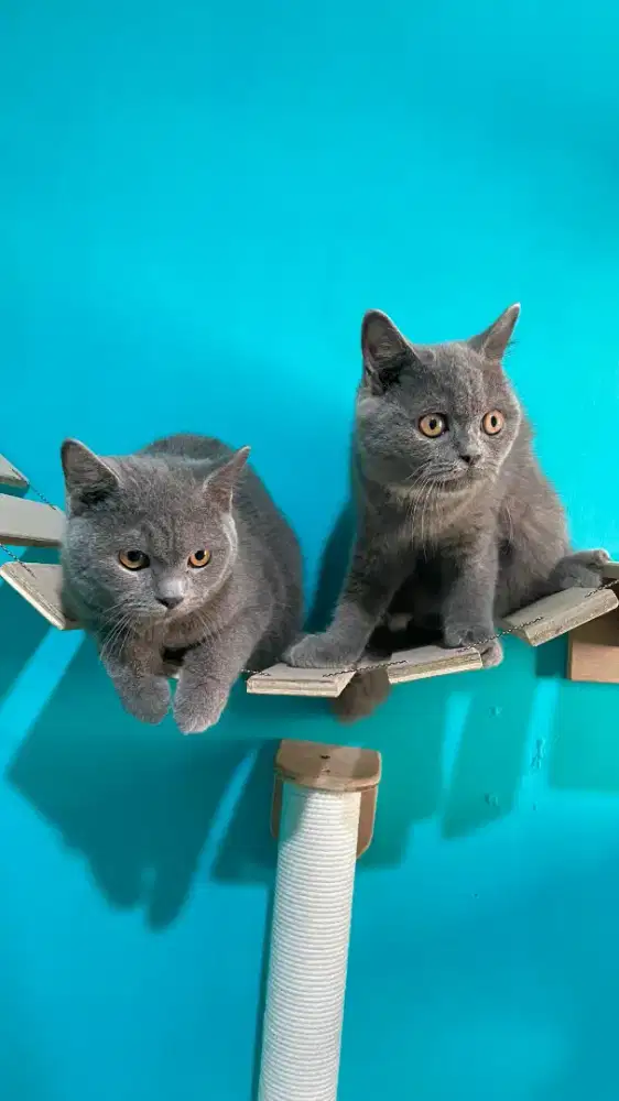 British bsh blue jantan harga oer ekor