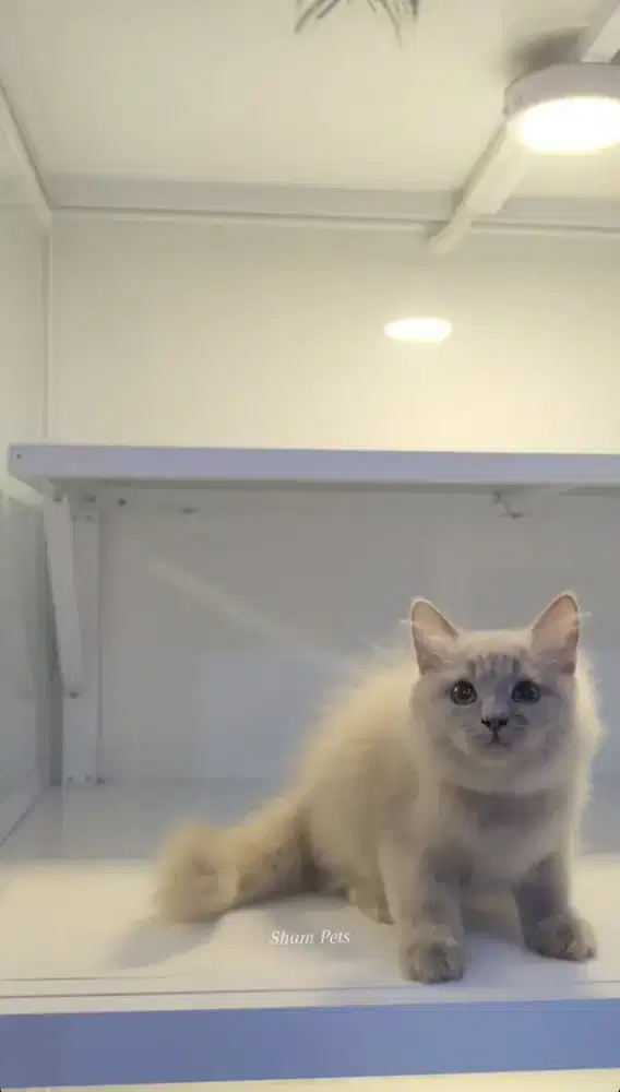 Kucing kitten british longhair lilac betina