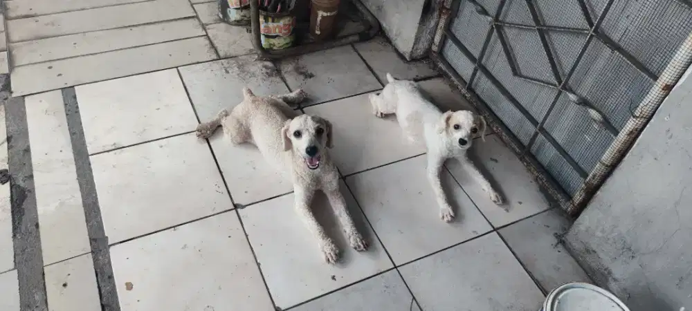 Anjing Poodle Sehat