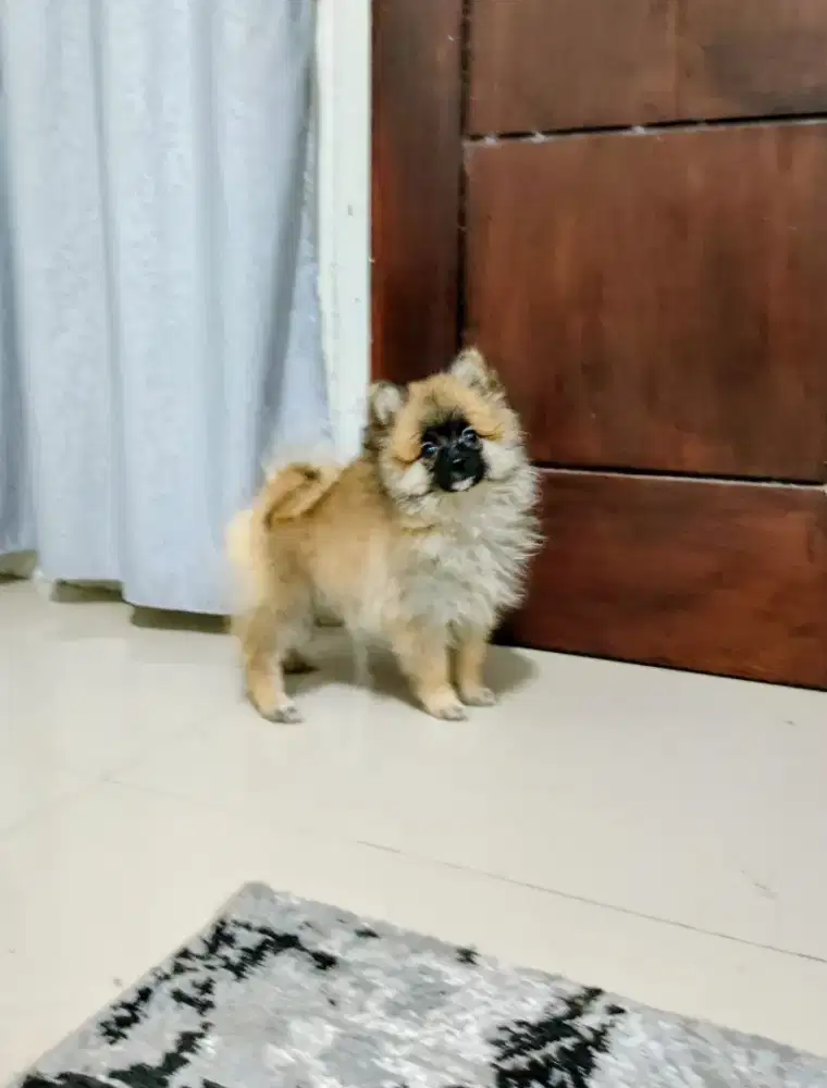 Anak anjing pom