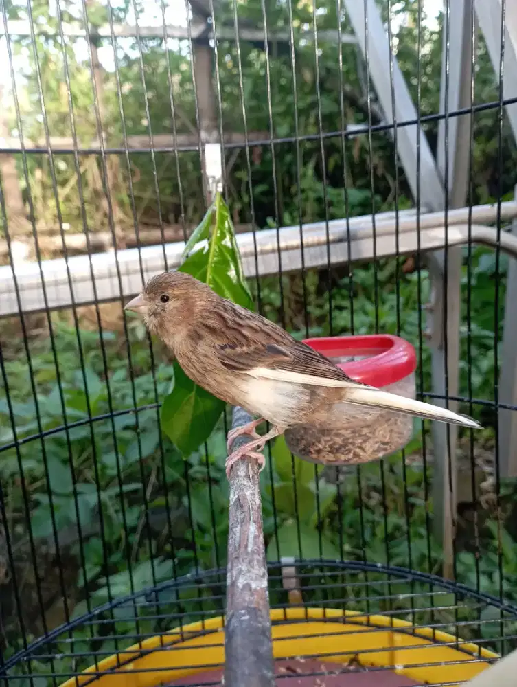 Burung Kenari Starblue  Jantan ngerol cuma lg nyulam