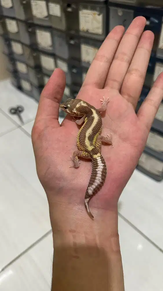 GECKO TREMPER BOLD STRIPE BETINA