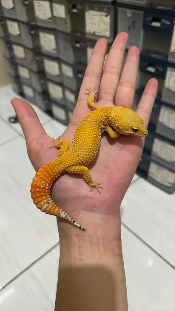 GECKO SHTCTB PH TREMPER BETINA