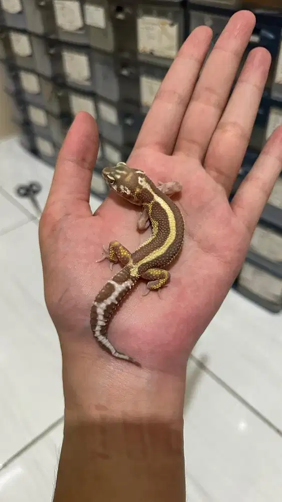 GECKO TREMPER BOLD STRIPE JANTAN