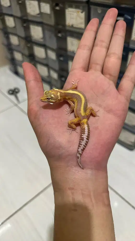 Gecko TREMPER BOLD STRIPE JANTAN