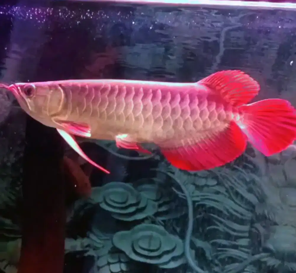 Ikan arwana super red
