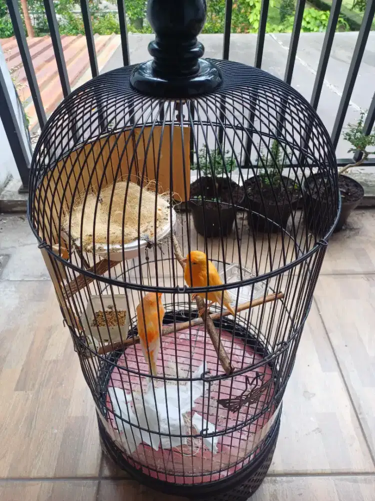 Kenari lover produk sepasang