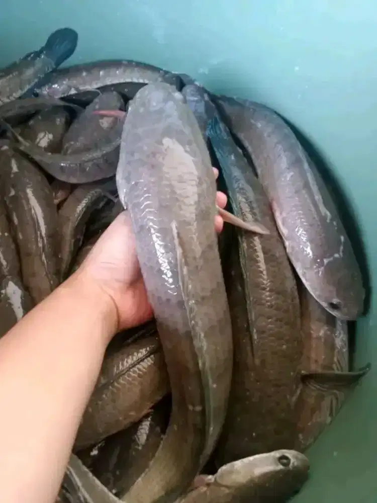 Jual ikan gabus hidup COD