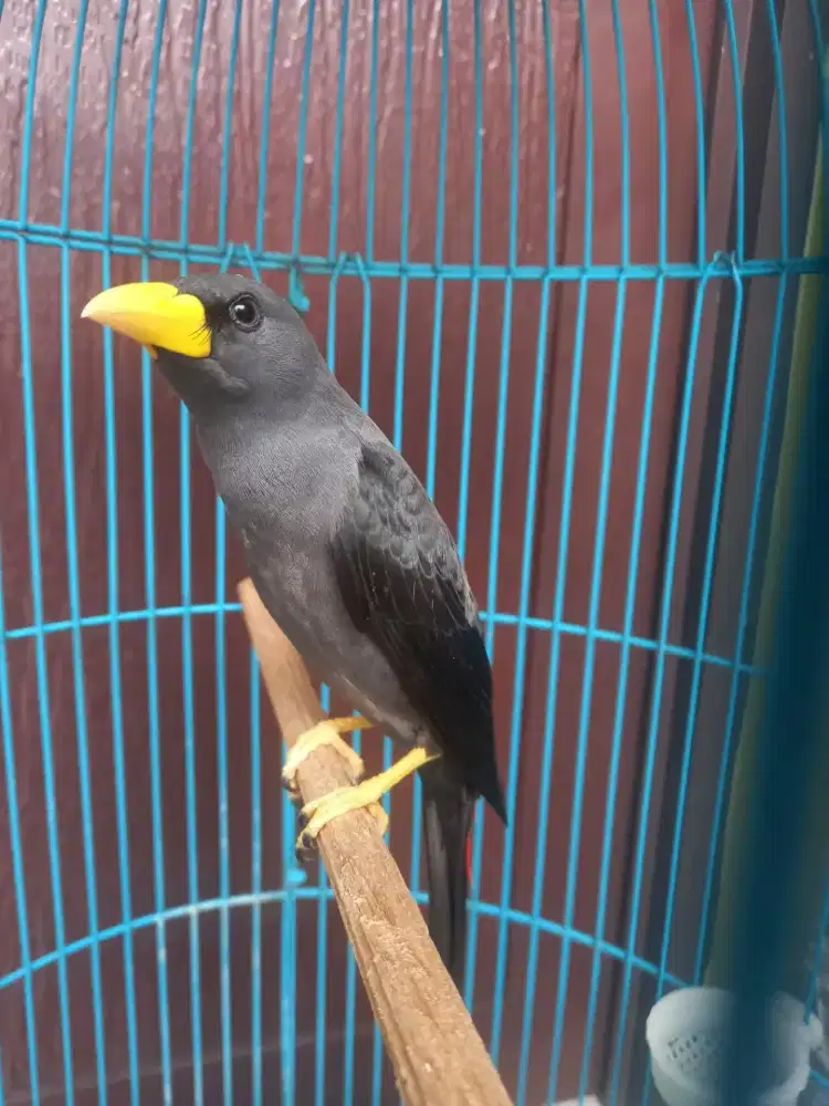 Burung masteran gacor, materi cililin