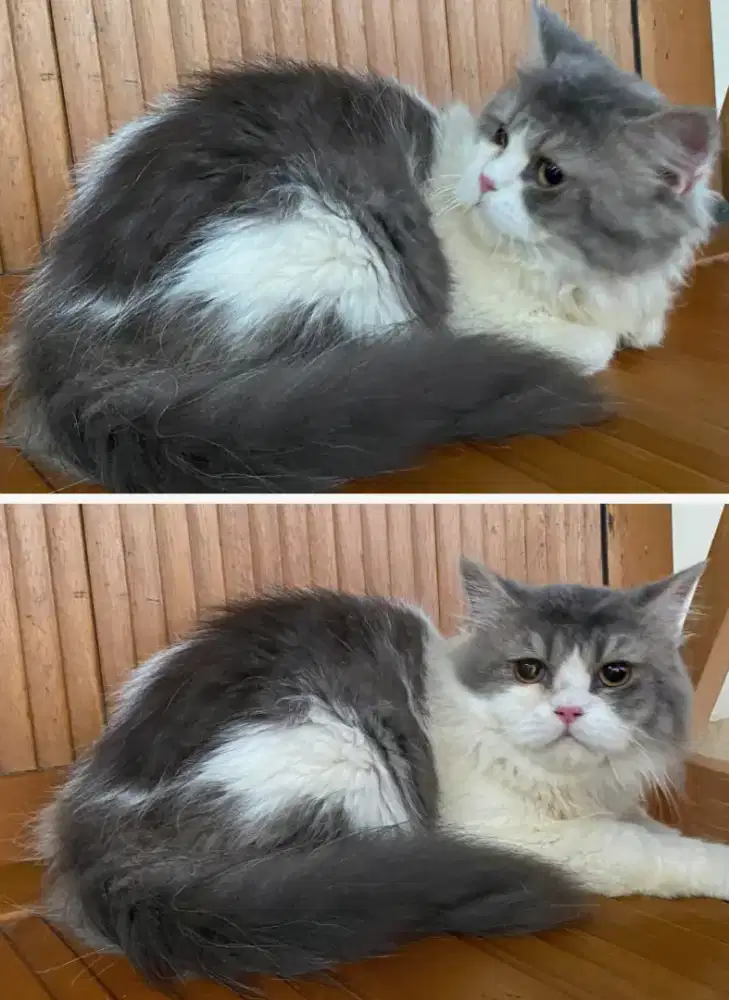 Kucing British x Ragdoll super bigbone