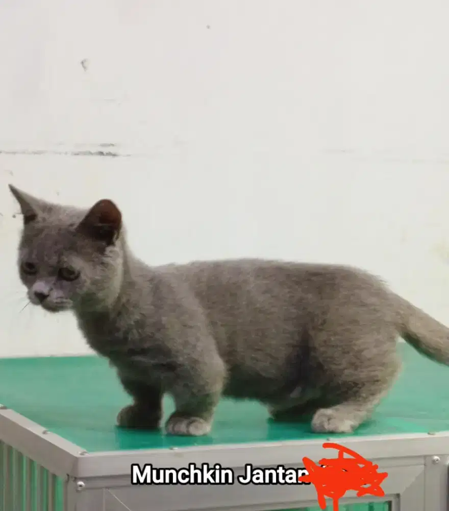 Kucing kitten munchin kaki cebol jantan
