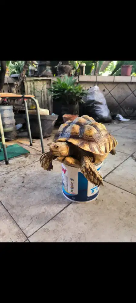 Kura Kura Sulcata 38cm