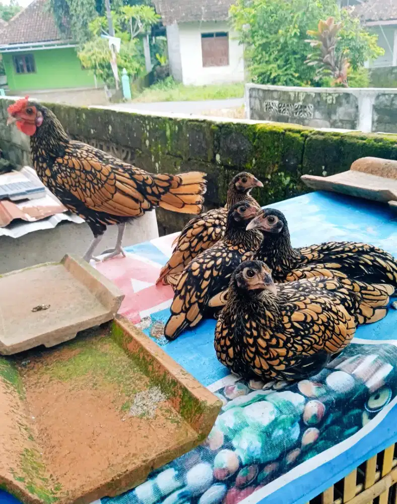 Ayam Hias Batik Kanada