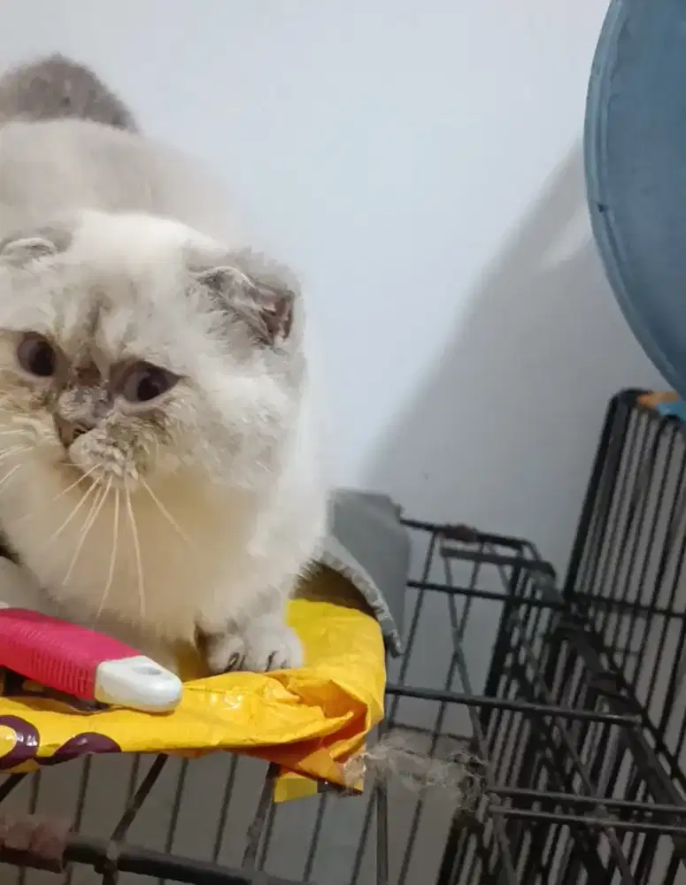 Kucing Scottish fold