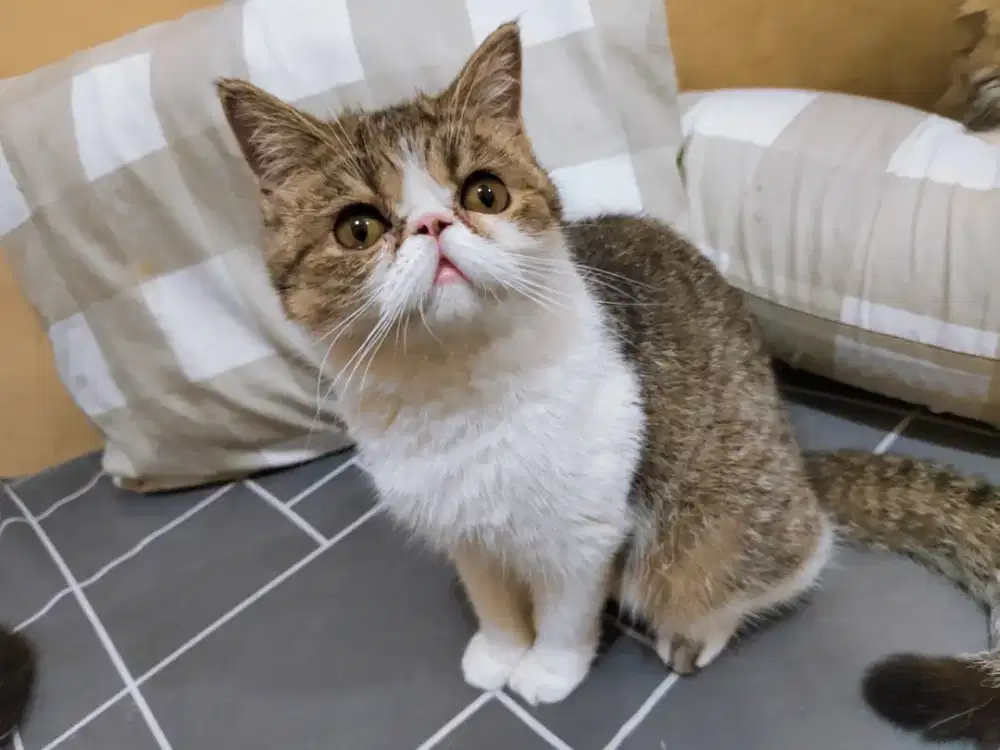 Kucing persia peaknose