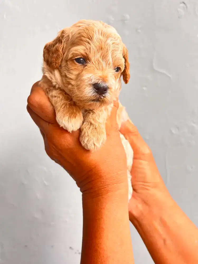 Pure poodle termurah