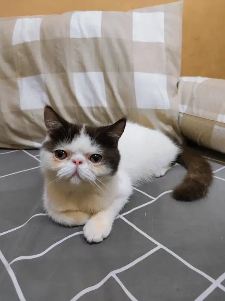 Kucing persia peaknose