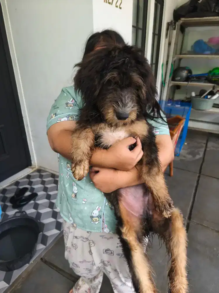 GIANT POODLE MIX MALAMUTE