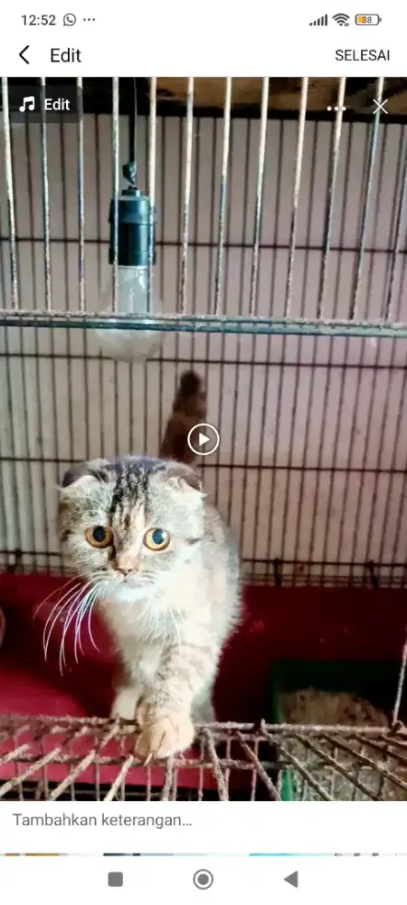 Scottish fold bsh antik istimewa telinga ngelipat