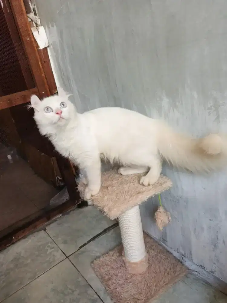 Kinkalow jantan 6 bulan