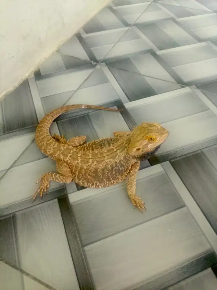 Bearded dragon lb het zero trans hypo