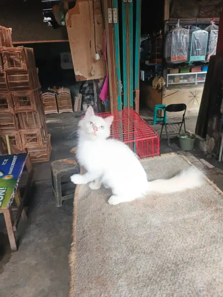 Persia jantan 4,5 bulan