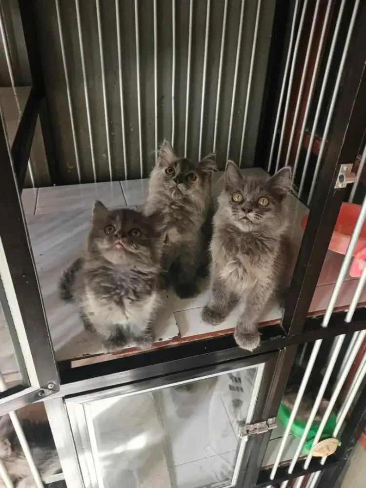 Persia betina 2,5 bulan