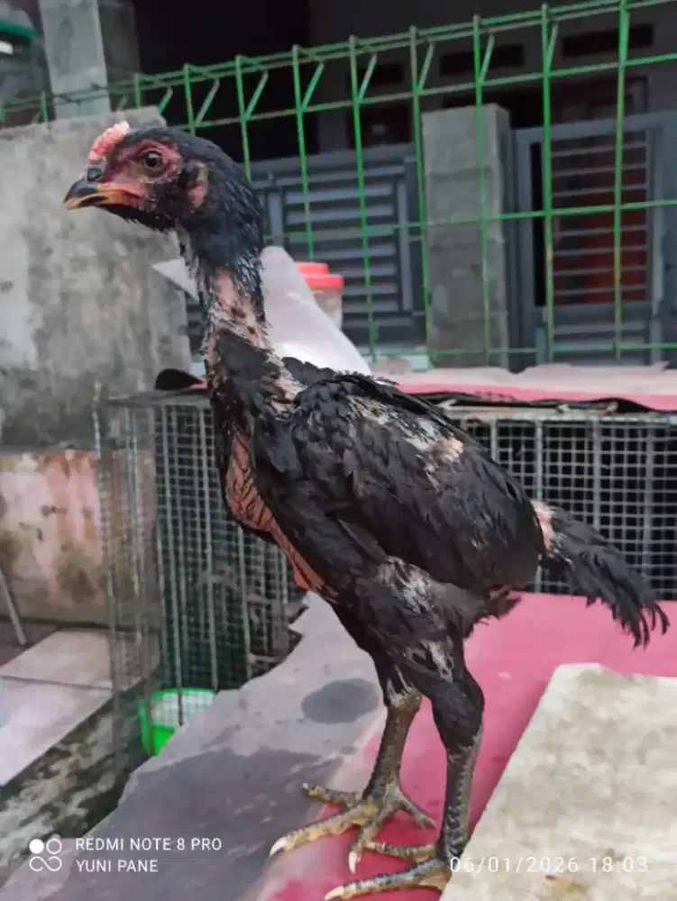 Ayam bangkok mangon 3 bulan