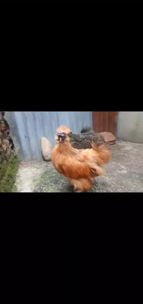 Ayam American silki (jantan).