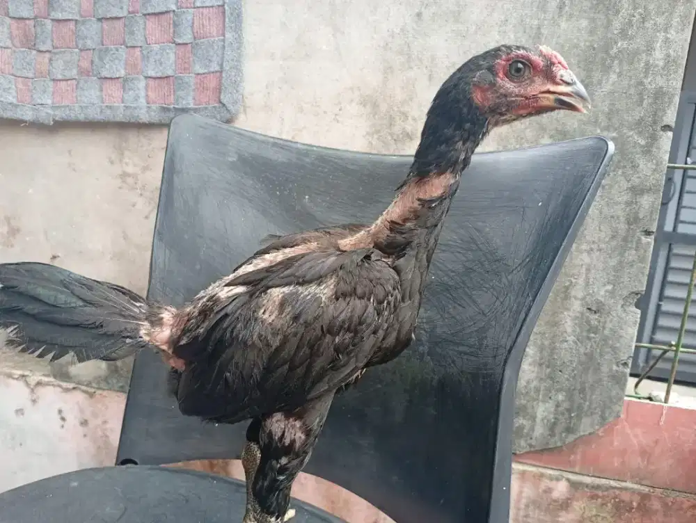 Ayam anak mangon 3 bulan